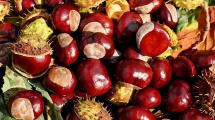 Kekik yağı nasıl tüketilmeli