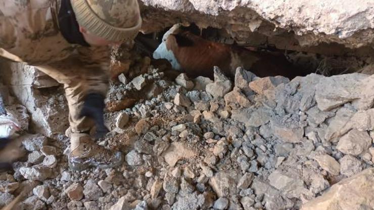 Malatya’da enkaz altından kurtarılan hayvanlara barınak kuruldu