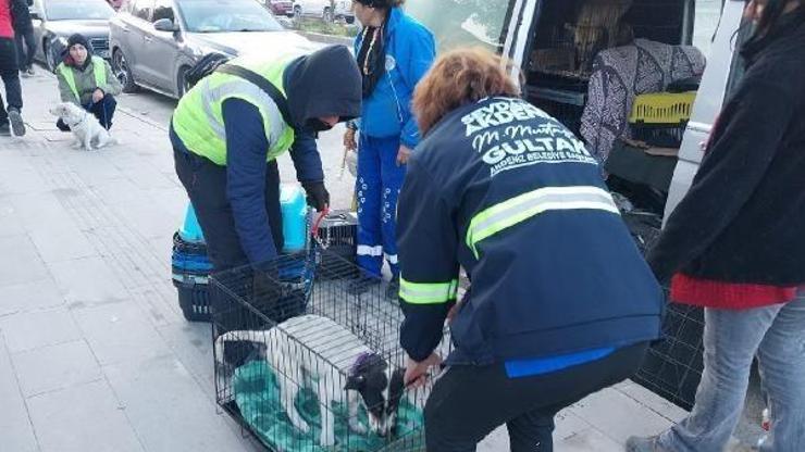 Akdeniz Belediyesi sokakta yaşayan canları da unutmadı