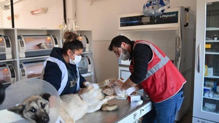 Deprem bölgesinde hayvanlara acil yardım ekibi müdahale ediyor