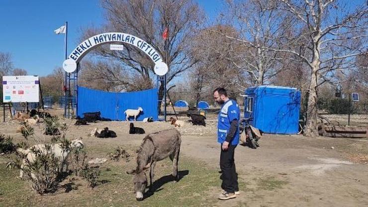 Konya’dan getirilen eşek, Osmaniye’deki Emekli Hayvanlar Çiftliği’nde