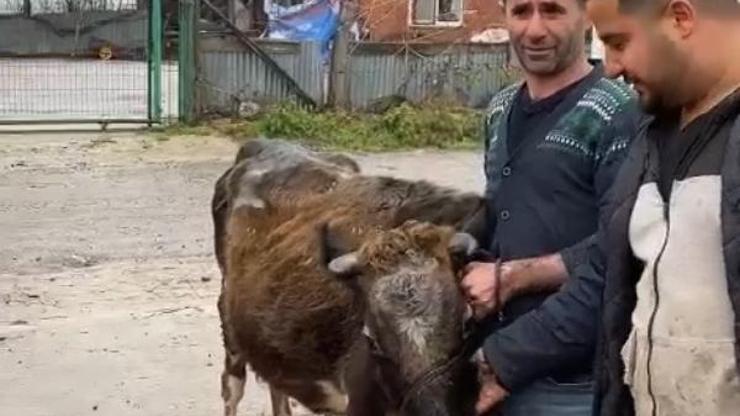 İneğini satarak elde ettiği geliri depremzedelere bağışladı
