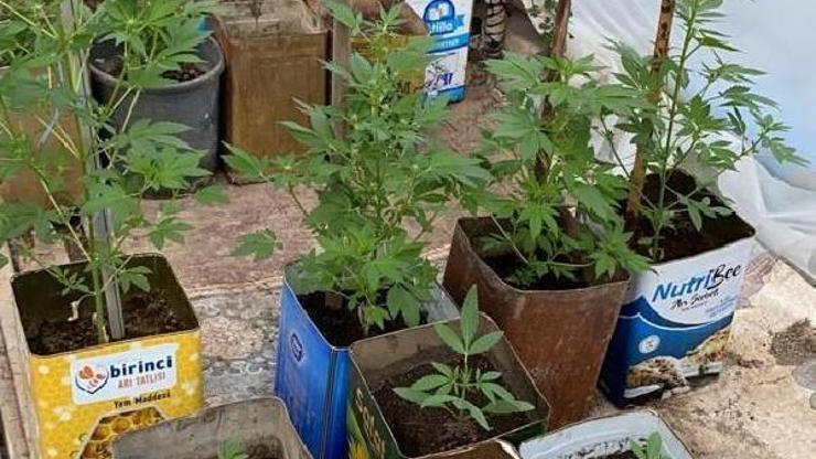 Muğlada uyuşturucu operasyonu; 100 kök Hint keneviri ele geçirildi
