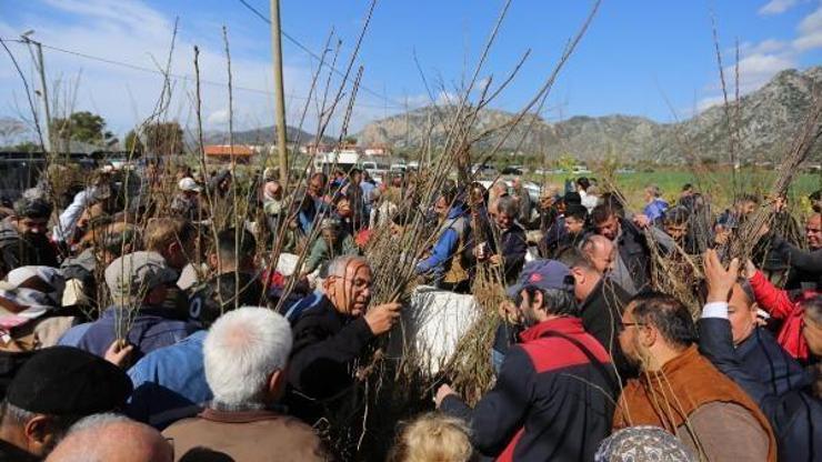 Muğlada 125 bin tıbbi ve aromatik fide ve 5 bin fidan dağıtımı