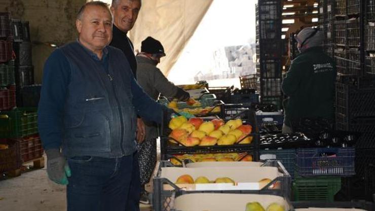Armut ve ayvada hareketlilik sürüyor