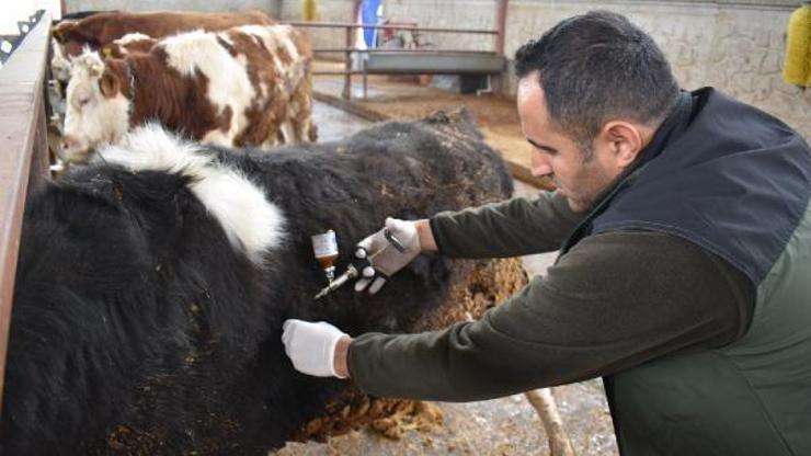 Batmanda şap hastalığına karşı 100 bin hayvanın 30 bini aşılandı