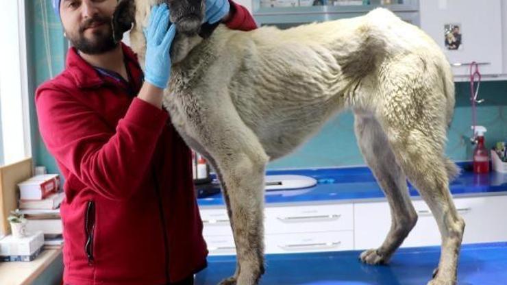 Deprem bölgesinden dönen gönüllülerin bulduğu köpeğin burnunu kırıp, silahla yaralamışlar