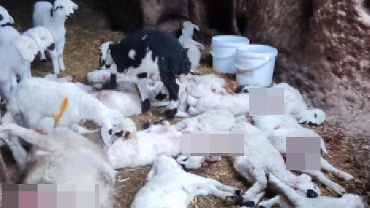 Aksaray’da ağıla giren kurt, 45 küçükbaş hayvanı telef etti