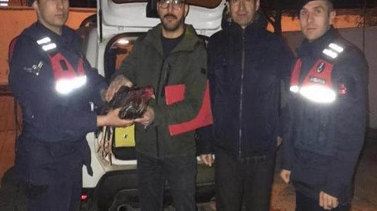 Kırklarelide horoz dövüştüren 3 kişi yakalandı