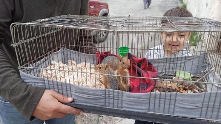 Odunların arasında bulunan yavru sincaplar, doğaya salındı