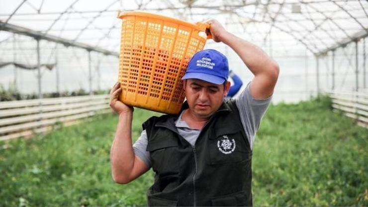 Aydın Büyükşehir Belediyesi ata tohumlarından sebze hasadına başladı