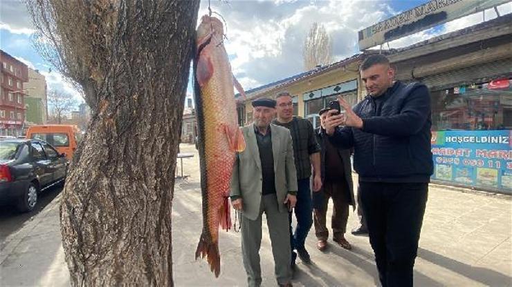 1 metre 15 santimetre uzunluğunda 22 kilo ağırlığındaki balığı sergilediler