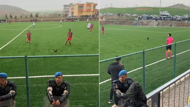 Siirt’te bahçeden kaçan horoz sahaya girdi