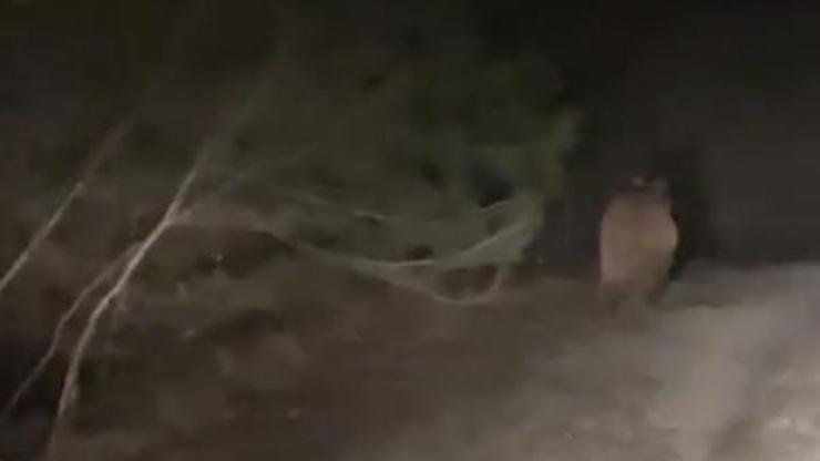 Bartında karaca ve ayılar görüntülendi