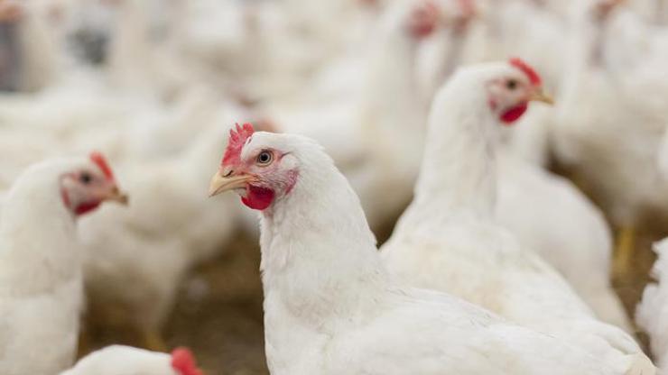Çinde komşusunun 1100 tavuğunu korkutarak öldüren adama hapis cezası