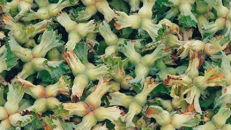 Fındık alım fiyatı belli oldu