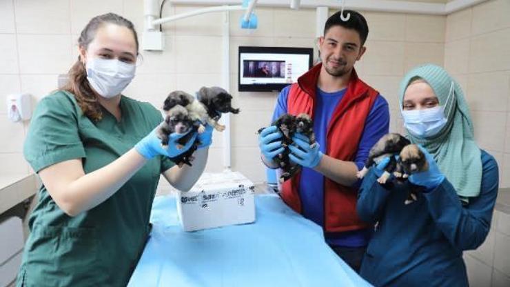 Annesiz kalan yavru köpeklere Yalova Belediyesi sahip çıktı