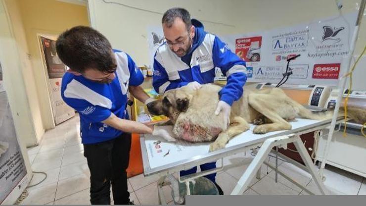 Deprem bölgesi Hatay’dan Osmaniyeye getirilen sokak köpeğinden 8,2 kiloluk kitle alındı