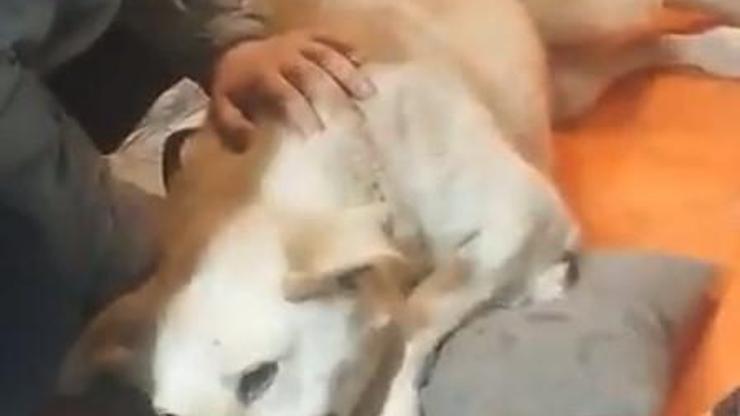 Üsküdarda sokak köpeğine silahlı saldırı