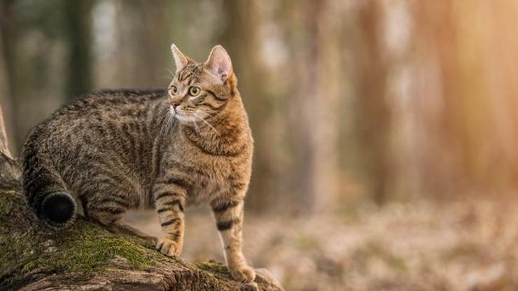 Yeni Zelandada çocukların kedi öldüreceği yarışma tepkiler üzerine iptal edildi