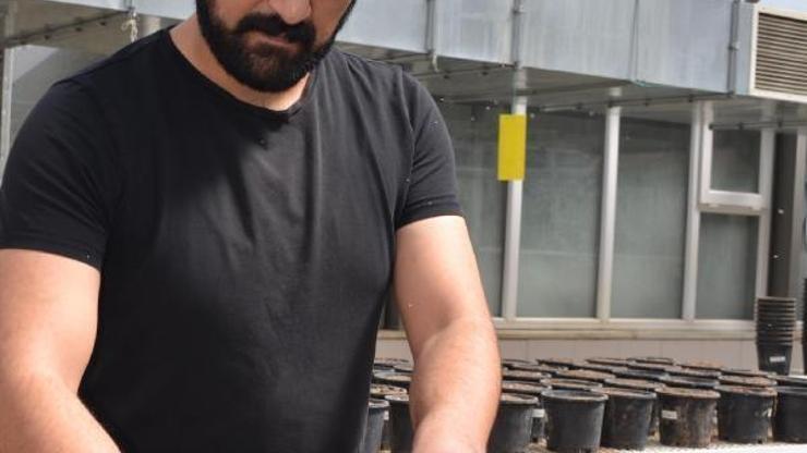 Verimli topraklar yerine kuru kalkerli topraklarda lavanta yetiştirilsin