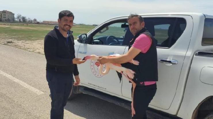 Yaralı flamingo, tedavisinin ardından doğaya bırakıldı