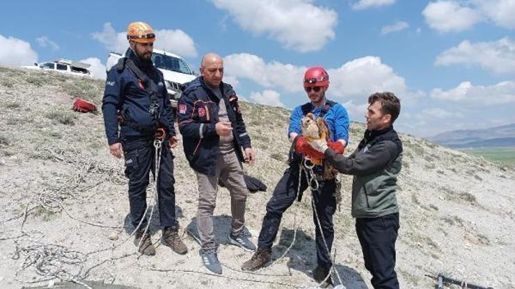 Kuyuya düşen kızıl Şahin’i, AFAD kurtardı