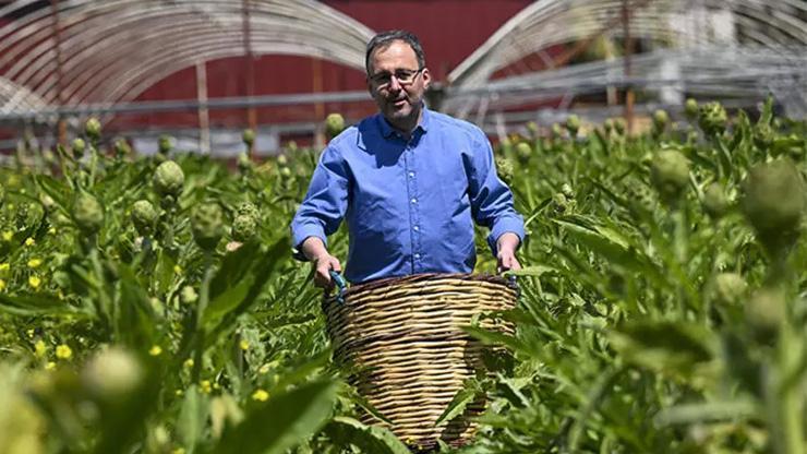 Bakan Kasapoğlu enginar hasadında