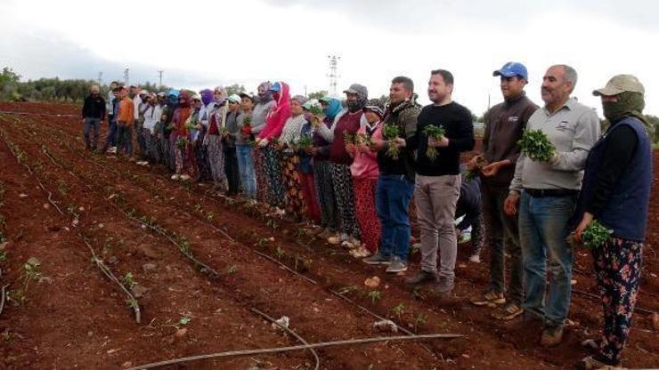 Tarım işçileri, 1 Mayısta da arazide çalışıyor