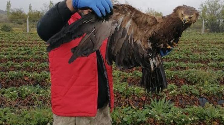 Yaralı bulunan orman kartalı tedaviye alındı