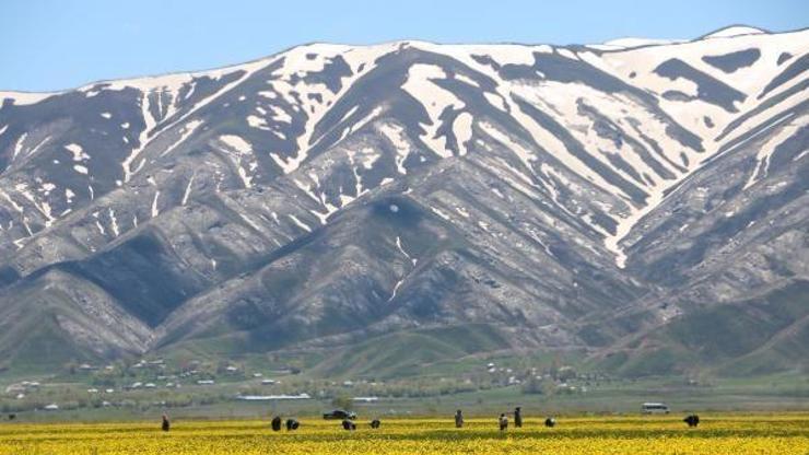 Yüksekovalı kadınlar, renk cümbüşü arasında pancar topladı