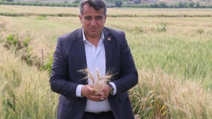 Çukurova buğday hasadına hazırlanıyor
