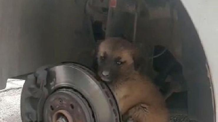 Otomobilin teker bölümüne giren yavru köpeği itfaiye çıkardı