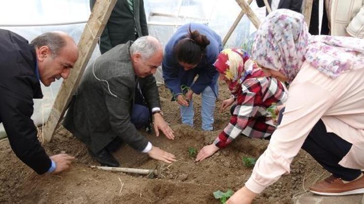 Engelliler, rehabilite için kurulan seraya domates ve salata fidesi dikti