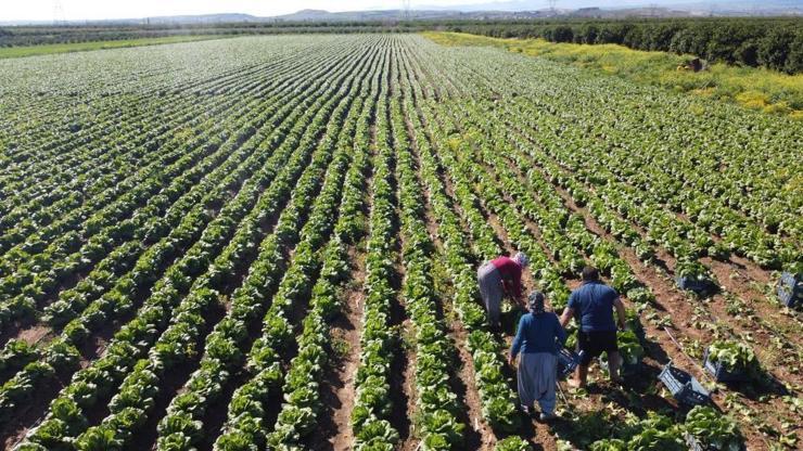 Tarımda üretici enflasyonu bir önceki aya göre azaldı