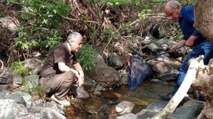 Elazığ’da koruma altındaki benekli semender için izleme çalışması