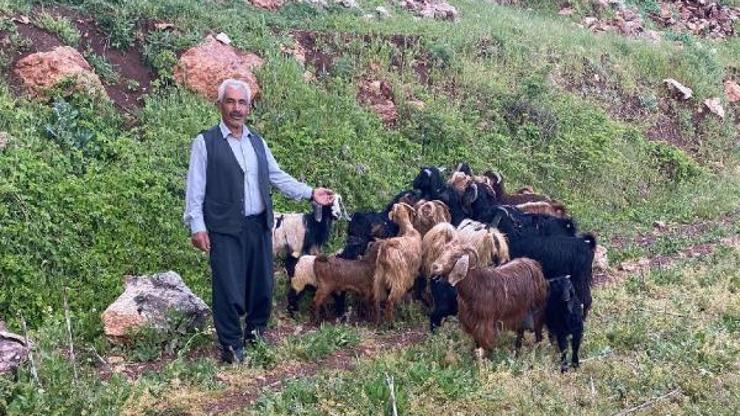 Adıyamanda kaybolan 30 küçükbaş hayvanı jandarma buldu