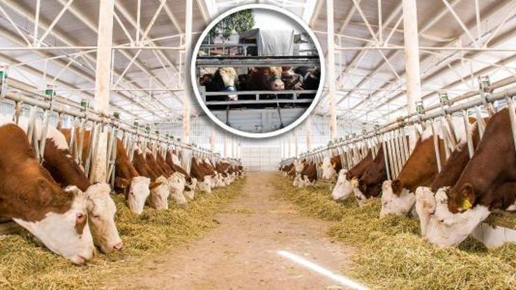 Kurbanlıklar için küpe uyarısı