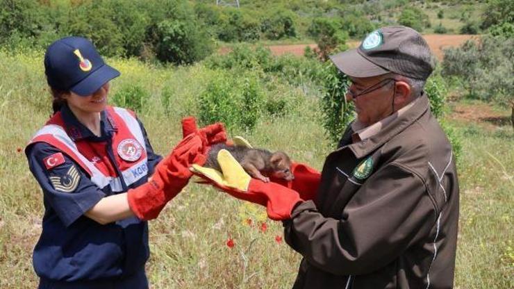 Muğlada aç kaldığı için bitkin düşen yavru çakal, koruma altına alındı