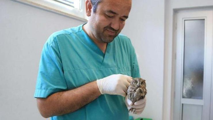 Yaralanan yavru kulaklı orman baykuşu tedavi edildi