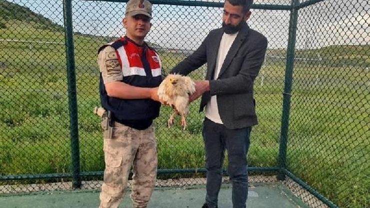 Bingöl’de jandarmanın bulduğu nesli tehlikedeki yaralı beyaz akbaba tedaviye alındı