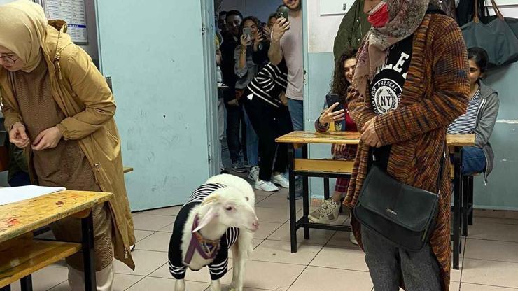 Kazak giydirdiği kuzusuyla sandık başına gitti