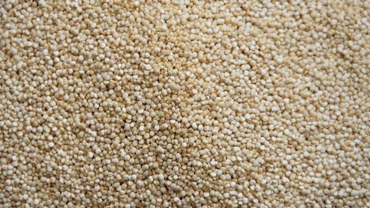Etten 25 kat fazla protein içeriyor