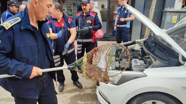Otomobilin motoruna giren yavru kediyi, itfaiye kurtardı