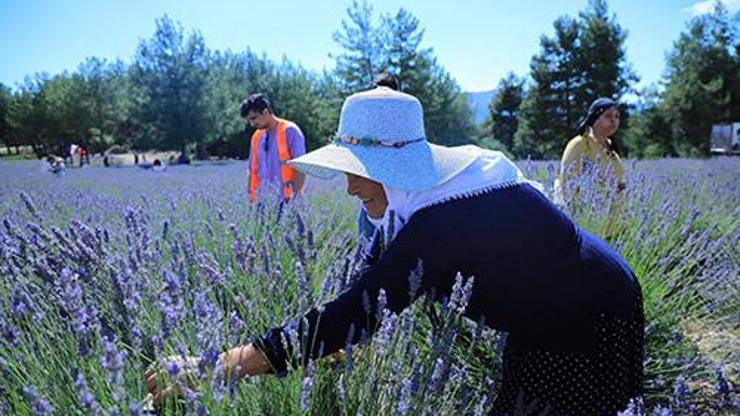 Lavanta bahçesi yeni sezona hazırlanıyor