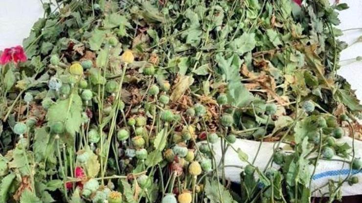 Tekirdağda 384 kök haşhaş ele geçirildi