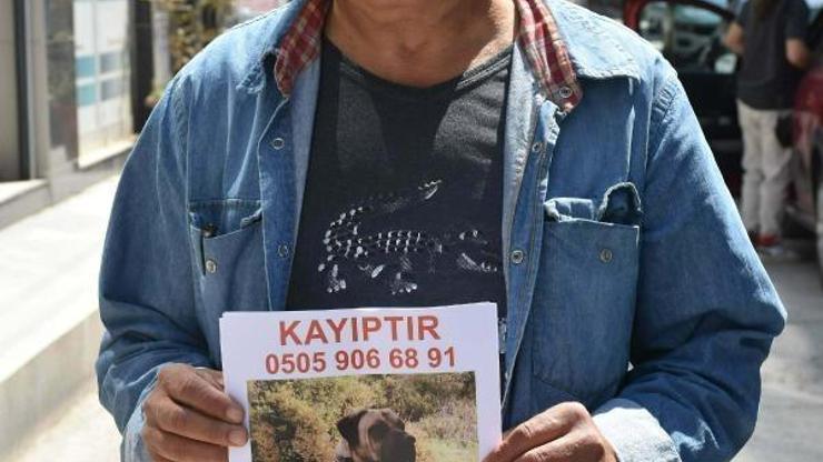 El ilanlarıyla sokak sokak kaybolan köpeğini arıyor