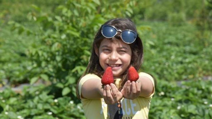 Hasadına başlanan Kurşunlu çileği, 5 ülkeye ihraç ediliyor