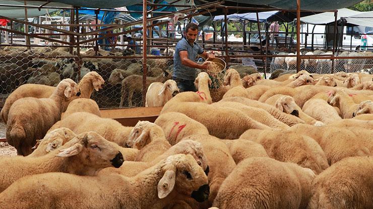 Besicilere Kurban Bayramı öncesi ‘karantina’ uyarısı