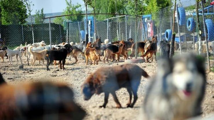 Deprem bölgesinden Bursaya getirilen evcil hayvanlar yeni yuvalarını bekliyor